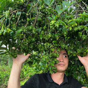 正宗广西八角树苗矮化高产大红嫁接小苗带杯泥叶大料茴香苗