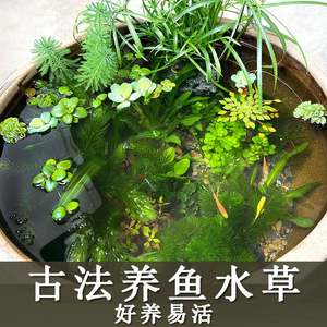 法古养鱼水草懒人净化水质植物造景绿九冠绿菊浮萍生态原生缸K619