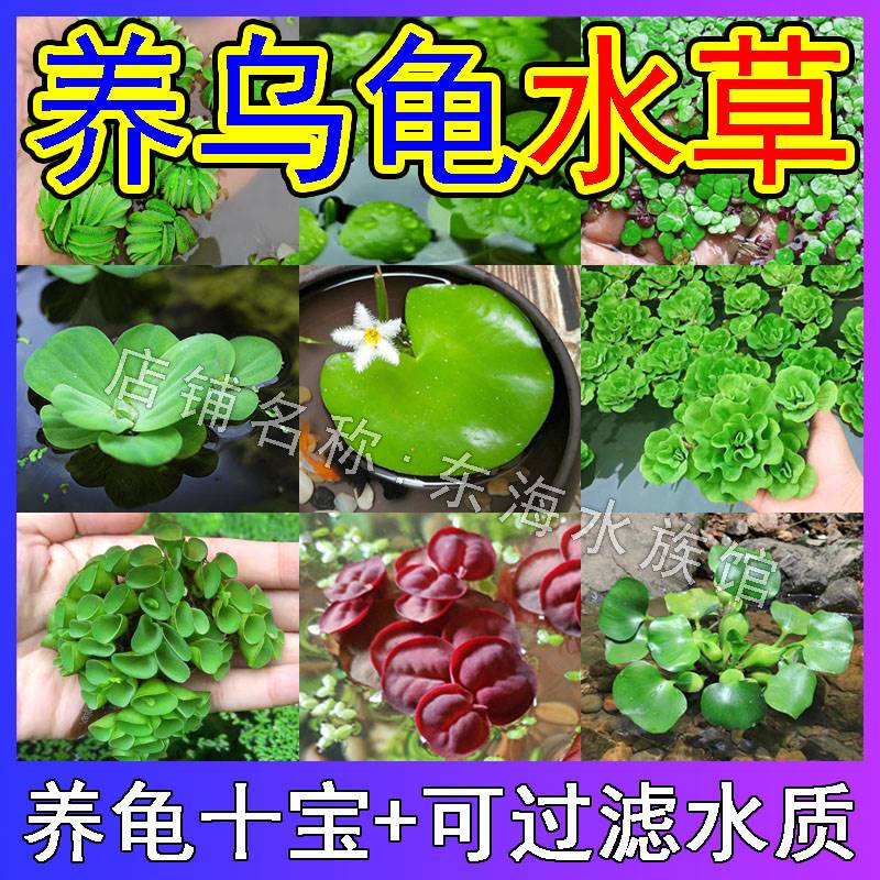乌龟缸水草造景水生植物生态鱼缸水葫芦水芙蓉龙眼叶养龟四宝Y608