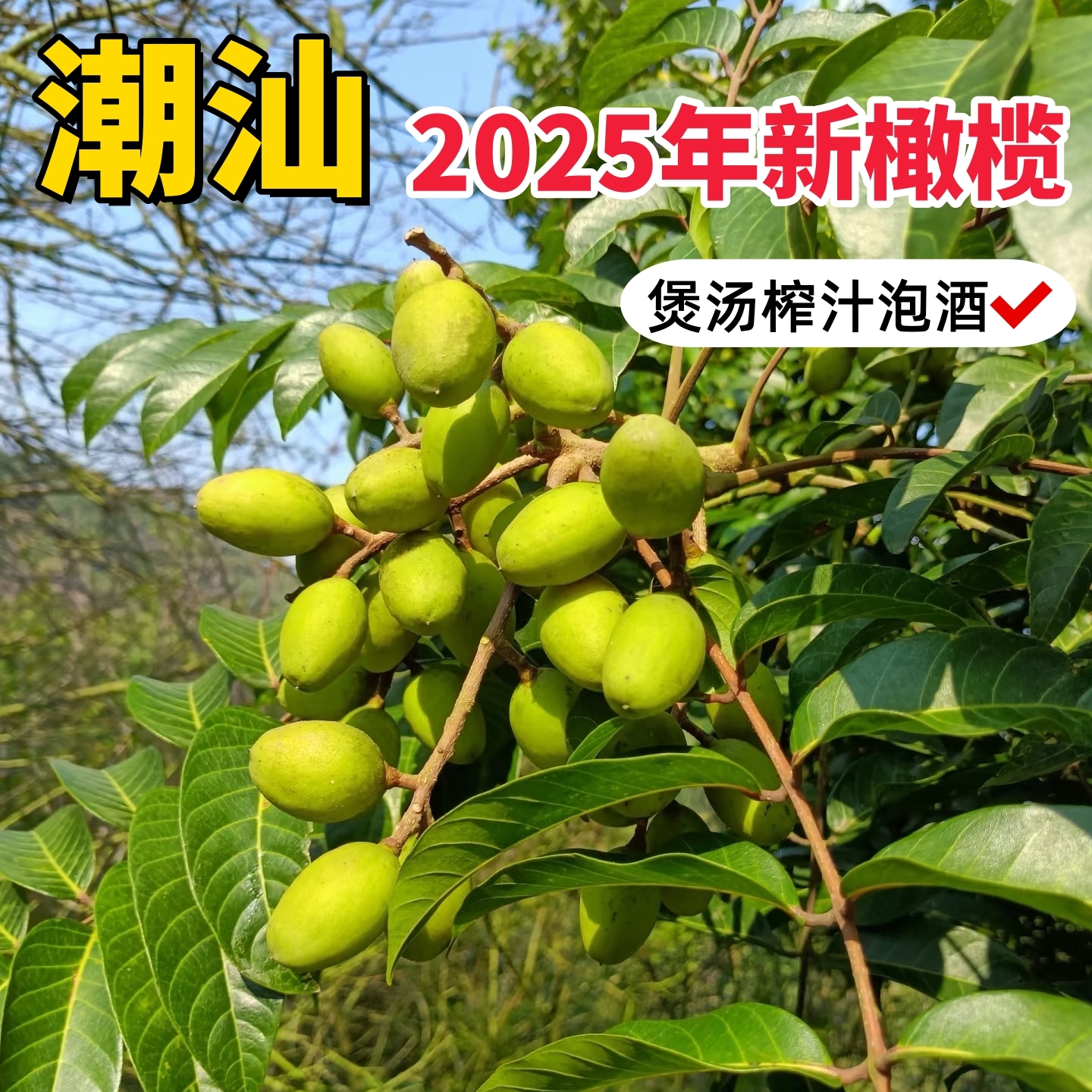 乡里阿蓉【2025年新青橄榄】当季现摘新鲜生橄榄果榨汁煲汤泡酒