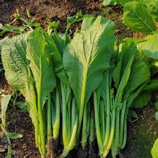 乡里阿蓉【潮汕春菜】广东潮汕家乡新鲜蔬菜自然阳光雨露现摘现发