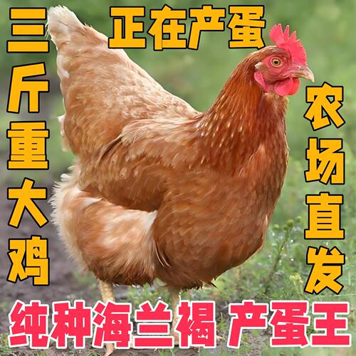3斤产蛋王海兰褐蛋鸡纯种正宗母鸡活鸡包活到家散养高产蛋鸡成年