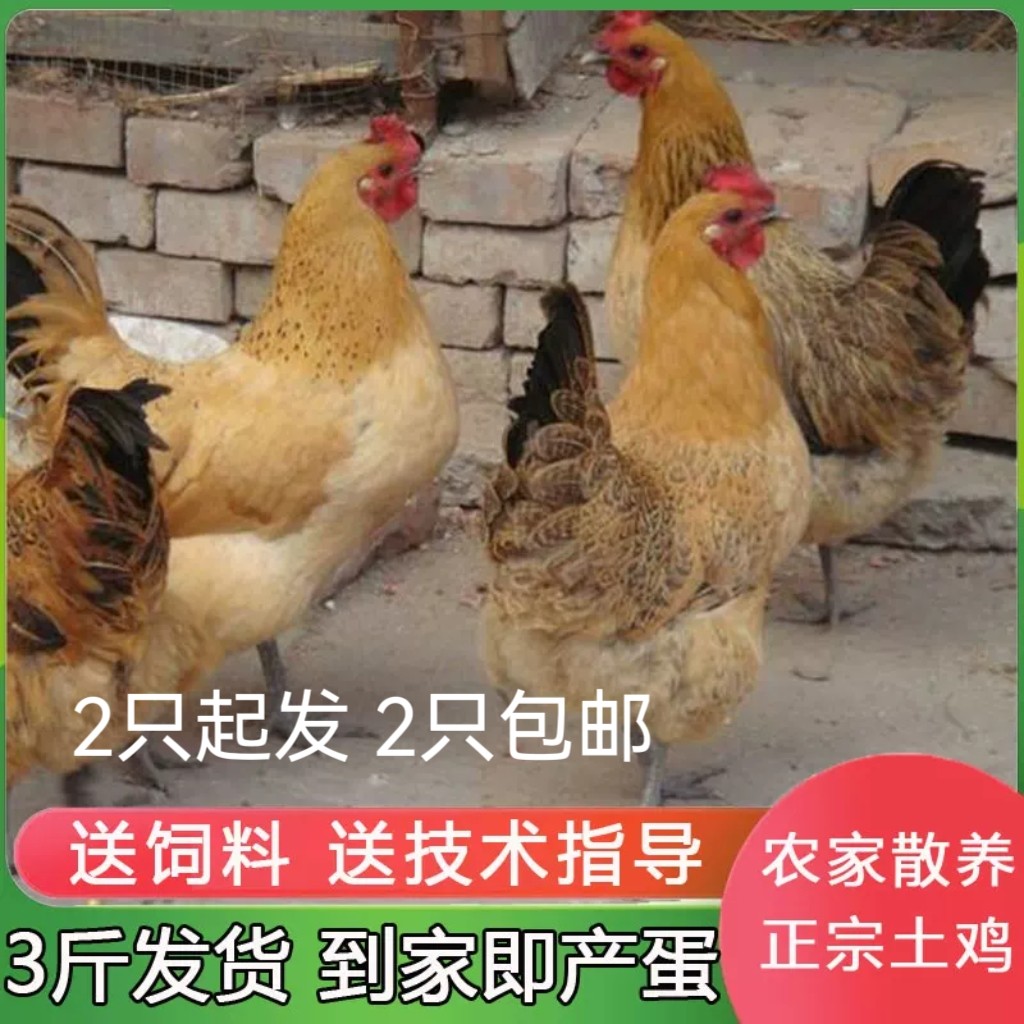 3斤产蛋土鸡活鸡包活到家农家散养成年鸡母鸡包邮活体青脚草鸡