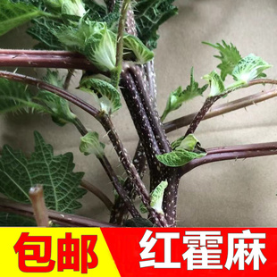 新鲜红荨麻火麻霍麻杆正品 叶嫩尖老根红活麻豁麻 根红活枝条麻豁