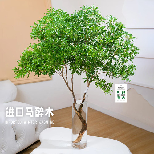 日本进口马醉木客厅卧室水养植物