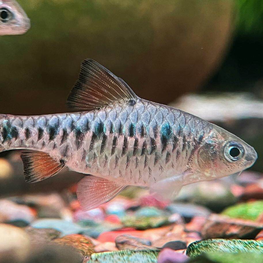 缅甸条纹小鲃观赏鱼棋盘鲫伴侣原生群游小型淡水冷水小巴宠物鱼
