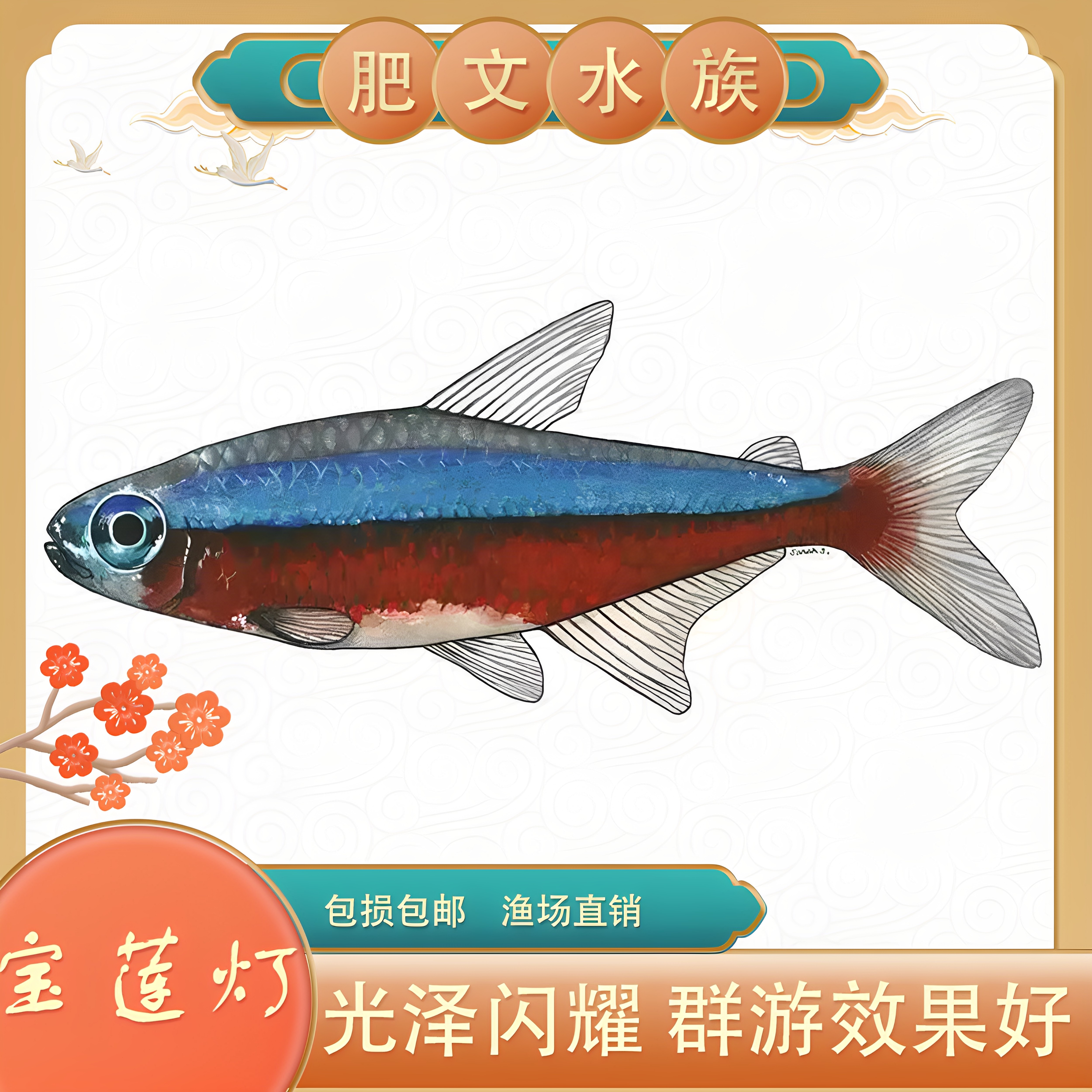 宝莲灯鱼草缸混养热带观赏鱼淡水