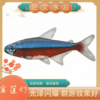 宝莲灯鱼草缸混养热带观赏鱼淡水