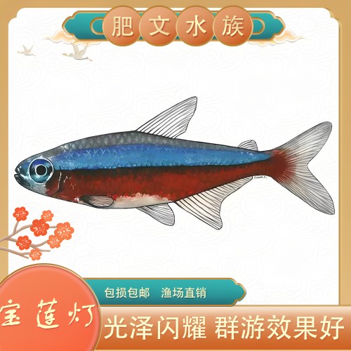 宝莲灯鱼草缸混养热带观赏鱼淡水