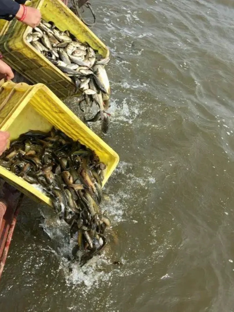 淡水鱼生鱼活鱼锦鲤鲫鱼鲤鱼泥鳅草鱼