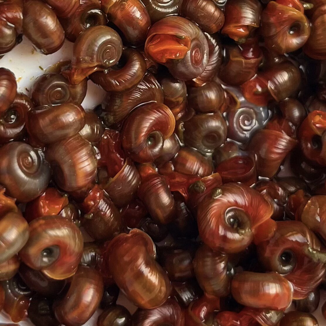 鱼缸苹果螺全红苹果螺除藻工具清洁擦缸活体包邮水族狗头鱼饲料