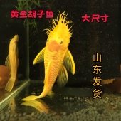黄金胡子鱼种鱼大尺寸公鱼母鱼压成大号尺寸多擦缸清洁工具鱼饲料
