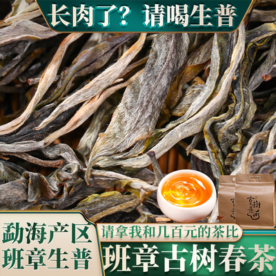 班章普洱茶生茶散茶新茶春茶云南古树茶生普洱茶口粮茶茶叶自己喝