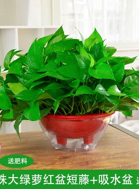 新疆包邮大盆绿萝除甲醛绿箩盆栽花储水盆水培花卉室内吸甲醛植物