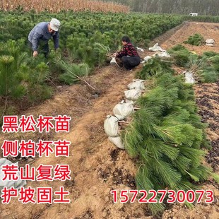 黑松树苗白皮松树苗侧柏树苗油松树苗护坡固土荒山复绿四季长青