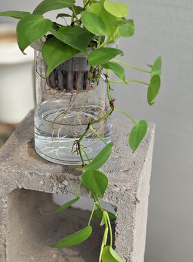 水培柠檬汁蔓绿绒垂吊长藤窗台书架绿植物小好养不长虫室内不怕冷