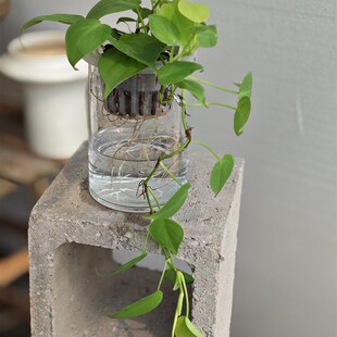 水培柠檬汁蔓绿绒垂吊长藤窗台书架绿植物小好养不长虫室内不怕冷