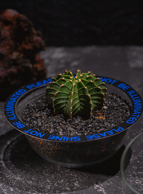 【流浪星球】仙人掌多肉绿植微景观室办公室桌面小盆栽创意礼盒