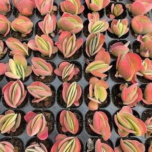 多肉唐印穴盘苗,拍一份发105颗,105孔包邮,带穴盘发货