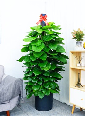 大型绿萝盆栽武汉室内好养植物客厅办公室吸甲醛绿植大叶绿萝常青