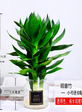 观音竹富贵竹水培植物带根花卉绿植绿萝室内盆栽转运竹带花瓶好养