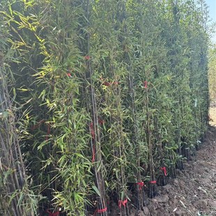 竹子苗庭院植物盆栽四季常青绿化罗汉竹紫竹黄金竹苗金镶玉竹毛竹