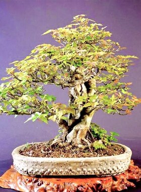 唐枫矮霸小叶三角枫盆景绿植植物花卉盆栽室内