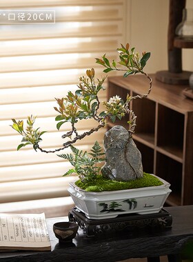 附石春花盆景海岛小叶春花室内客厅茶室好养禅意悬崖临水造型盆栽