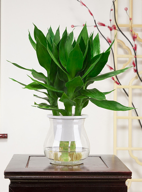 观音竹富贵竹水培植物客厅花卉绿植绿萝室内盆栽转运竹子水养好养