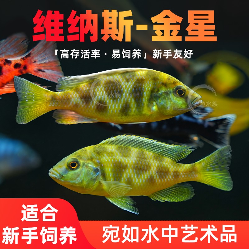 三湖慈鲷马鲷热带淡水观赏鱼