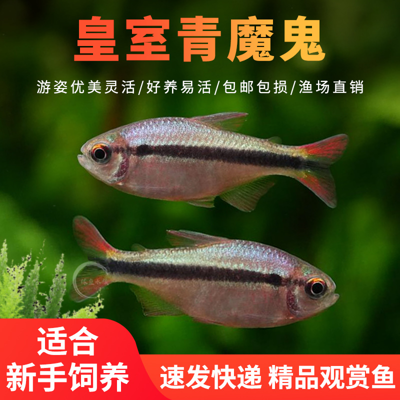 皇室青魔鬼灯鱼好养小型热带鱼