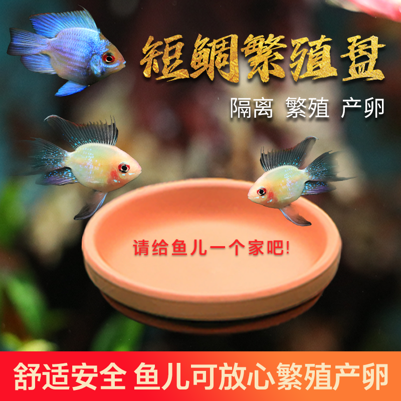 金波子繁殖盘迷你鹦鹉生小鱼