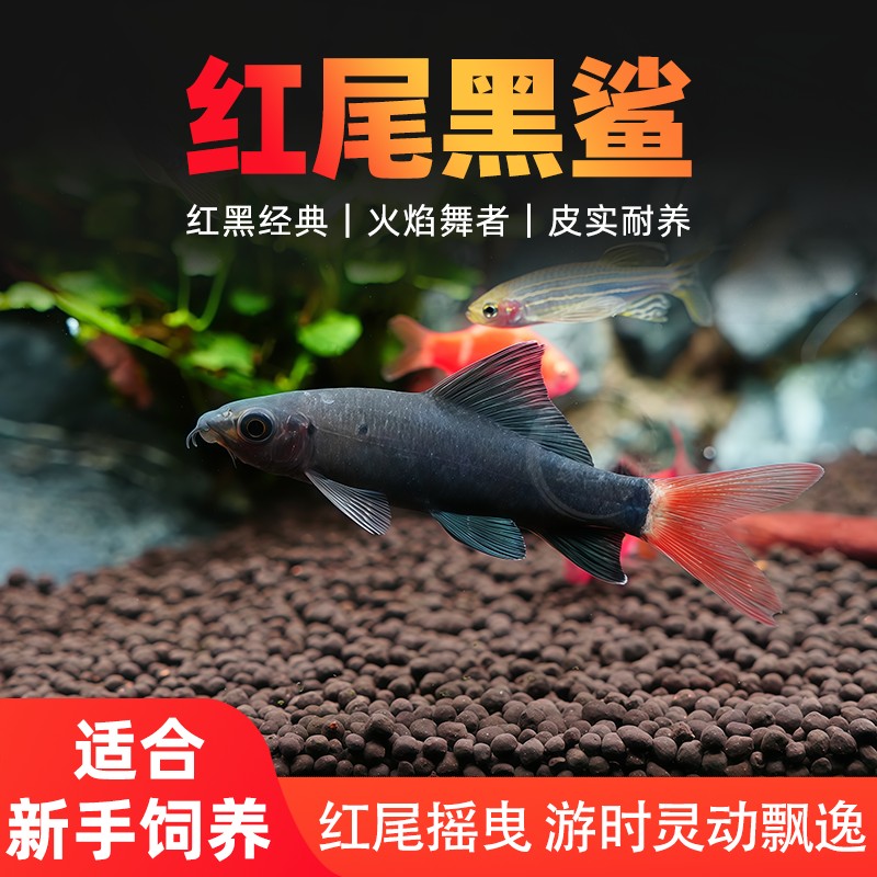 红尾黑鲨鱼清洁鱼缸除藻