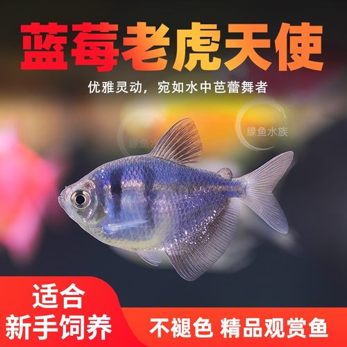 七彩斑马天使灯科鱼群游鱼