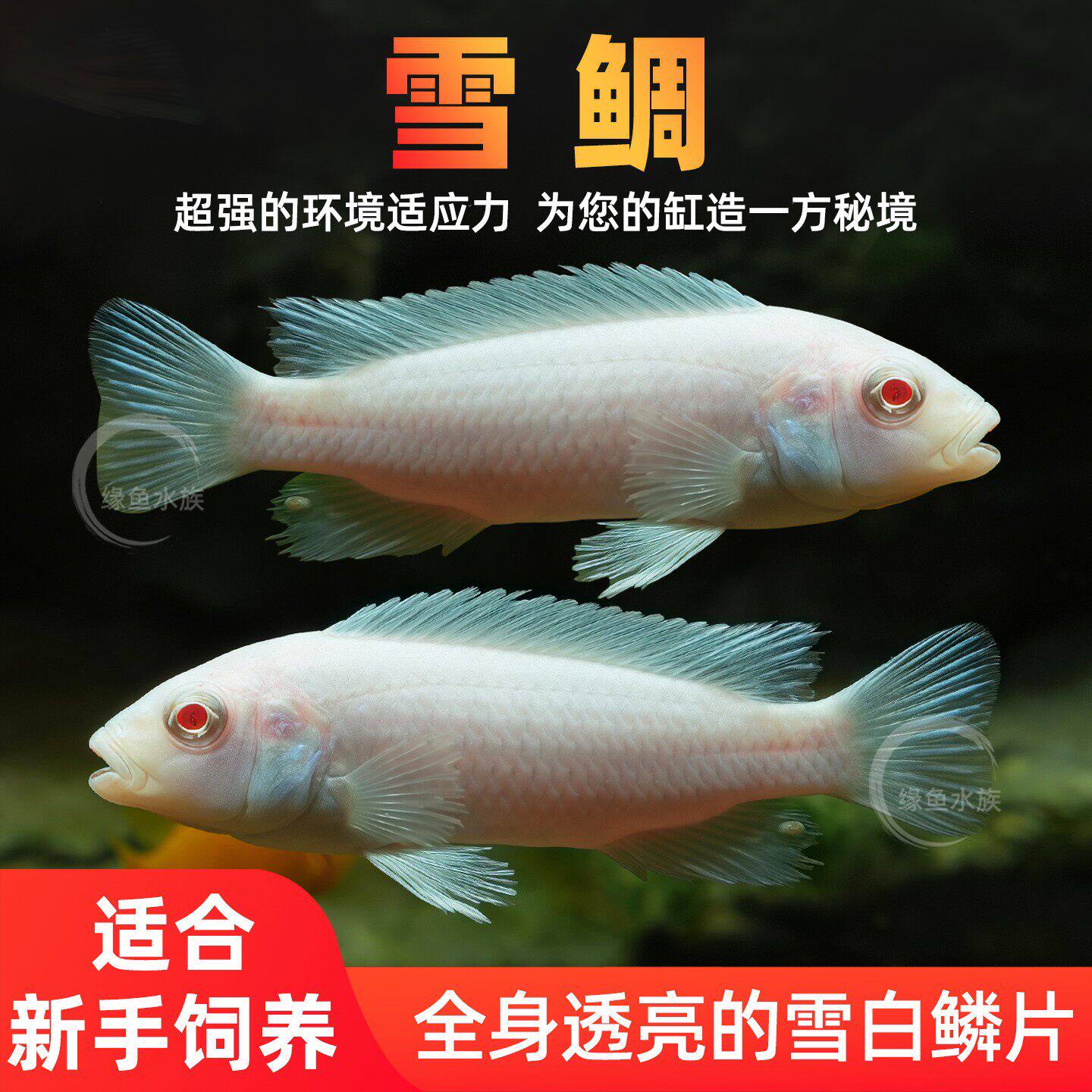 三湖慈鲷鱼雪鲷鱼热带观赏鱼马雕坦鲷花雕中小型淡水鱼缸宠物小鱼