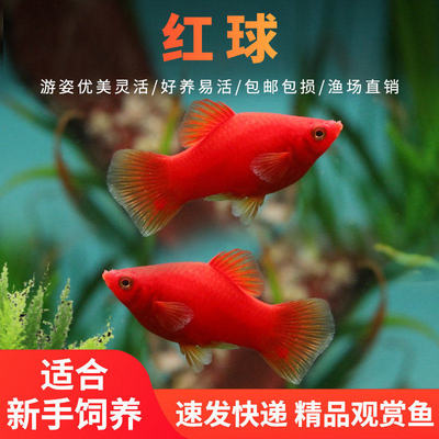 红玛丽鱼小鱼种鱼胎生耐活好养