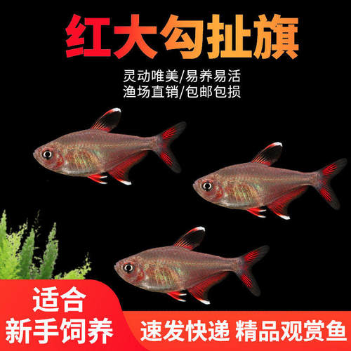 粉红大勾扯旗鱼红衣梦幻