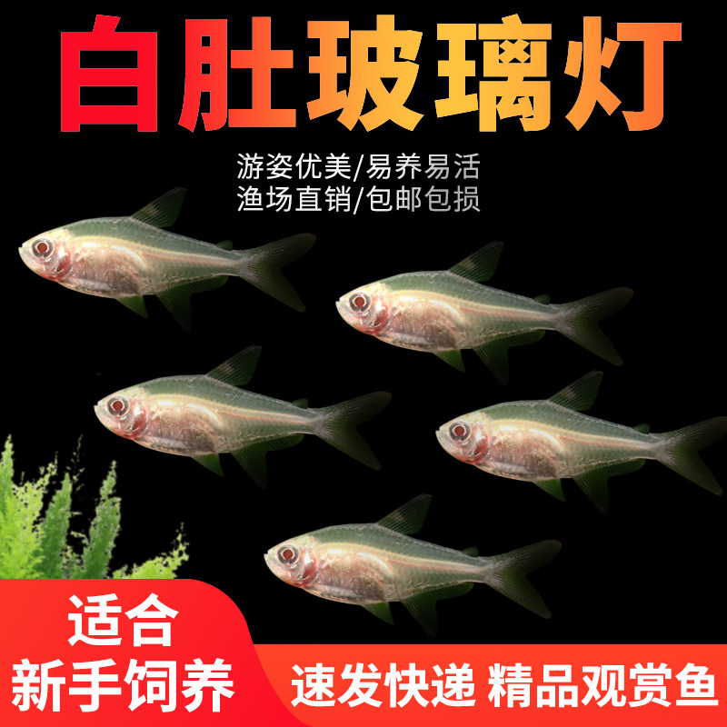 白玻璃灯鱼热带观赏鱼红肚皮活体鱼好养易活群游草缸红肚玻璃灯鱼