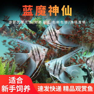 蓝魔仙燕鱼神仙鱼蓝魔鬼金仙七彩神仙水族热带鱼淡水观赏鱼活体鱼