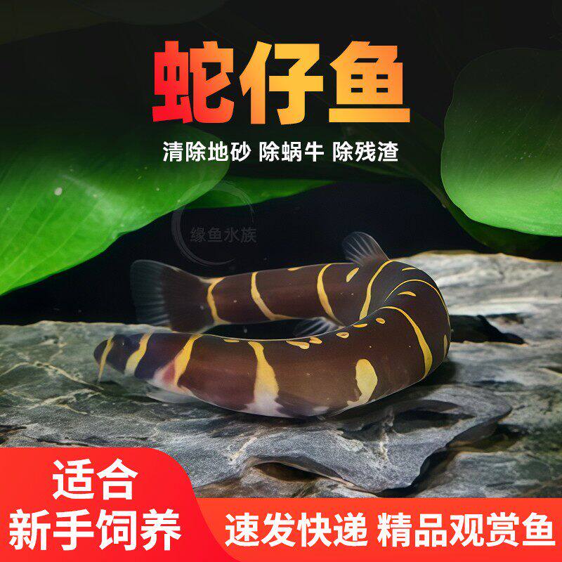蛇仔鱼苦力泥鳅好养淡水鱼清道夫小型清理底沙热带观赏宠物除藻鱼