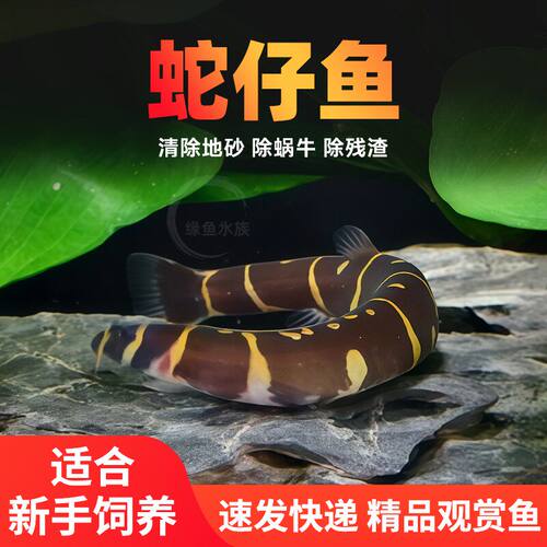 底层清理残渣好养淡水