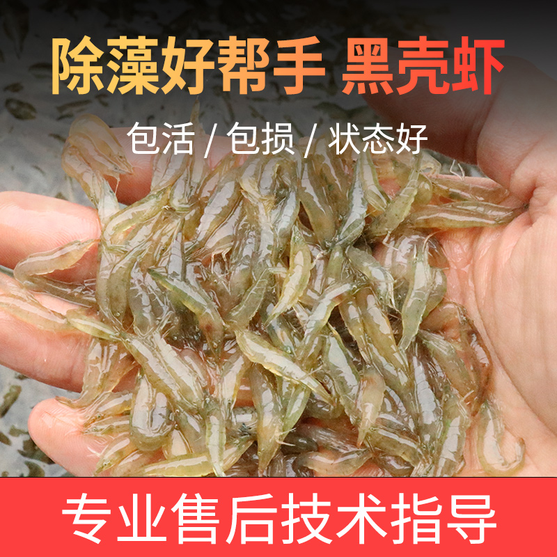 黑壳虾易养活除藻草观赏虾清洁草虾淡水虾活体宠物清洁小虾苗冷水