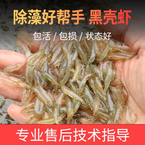 黑壳虾除藻草虾观赏虾