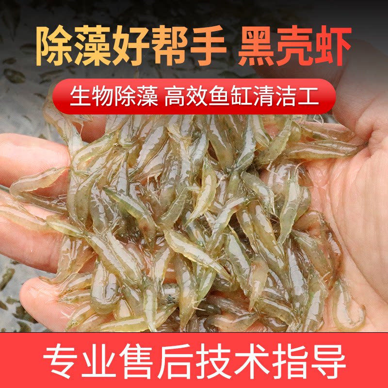 黑壳虾除藻草观赏虾清洁草虾淡水虾活体宠物虾清洁鱼缸小虾苗冷水