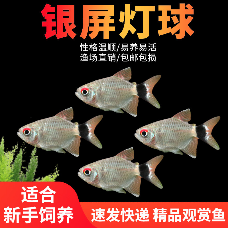 球尾灯球灯银屏灯鱼小型活体鱼草缸宠物热带观赏鱼群游淡水宠物鱼