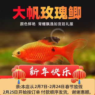 大帆玫瑰鲫冷水鱼原生鱼溪流鱼缸造景小型观赏鱼活新手好养闯缸