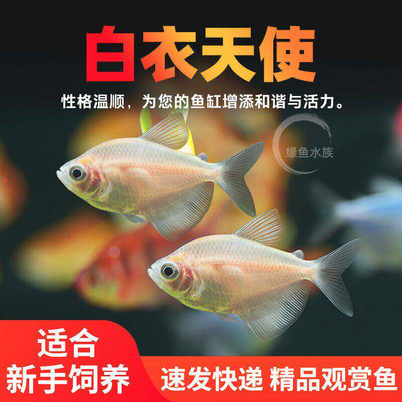白衣天使鱼彩裙鱼七彩糖果小型热带鱼淡水好养耐活群游孔雀观赏鱼
