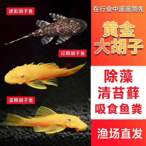 观赏鱼异形大胡子鱼残食垃圾草缸