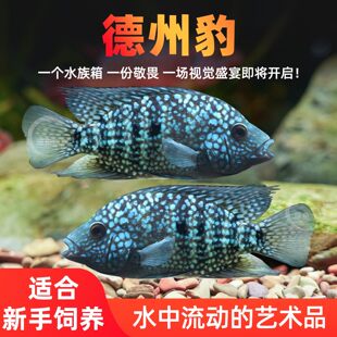 德州豹鱼绿巨人满天星德萨斯豹中大型热带观赏鱼慈鲷发财鱼宠物鱼
