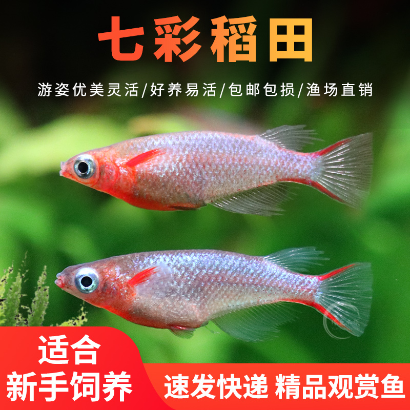 热带鱼七彩稻田鱼观背七彩霓虹
